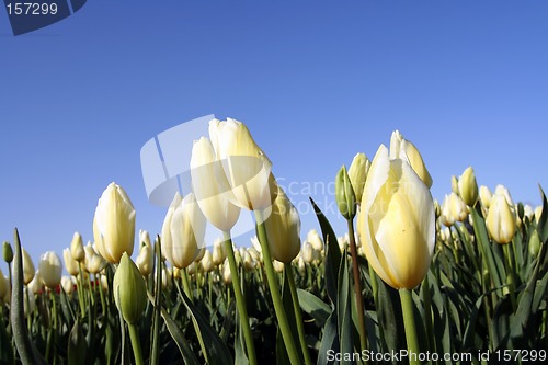 Image of Tulip