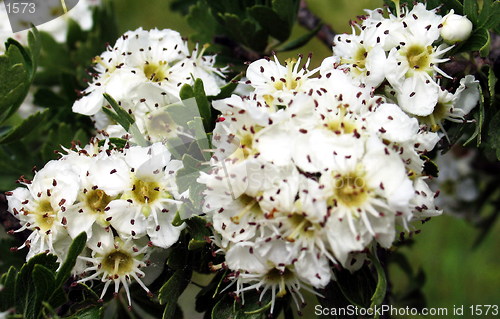 Image of Almond tree blossoms