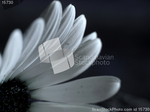 Image of white flower