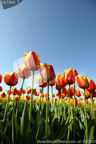 Image of Tulip