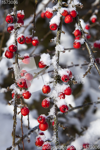 Image of Snow dusted red berries