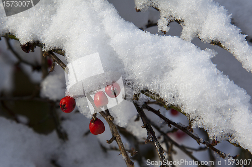 Image of Snow laden branch, cotoneaster