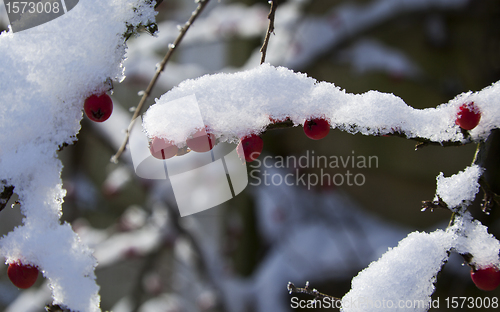 Image of Snow on cotoneaster branch