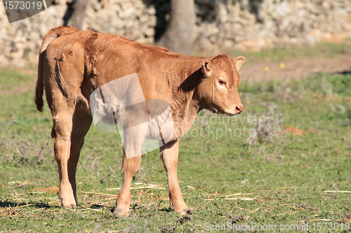 Image of small calf
