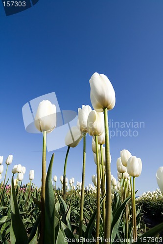 Image of Tulip