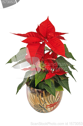 Image of beautiful poinsettia. red christmas flower on white background 