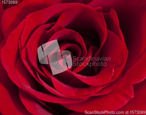 Image of Red rose