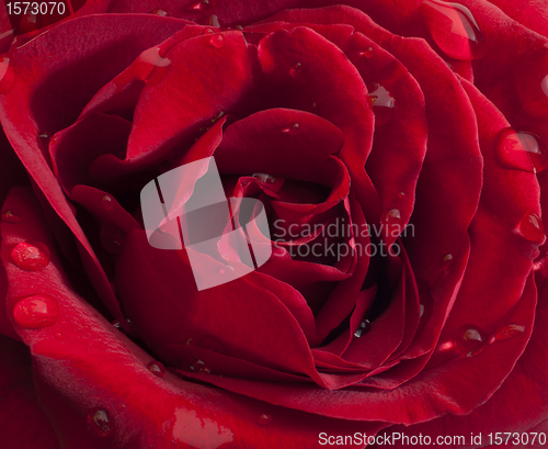 Image of Red rose with raindrops