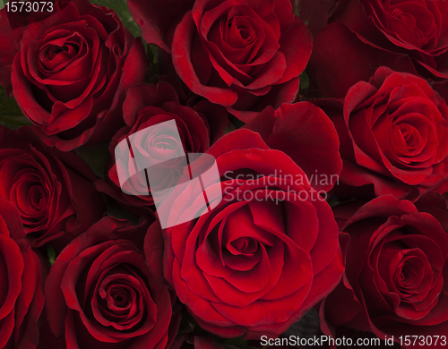 Image of Red roses