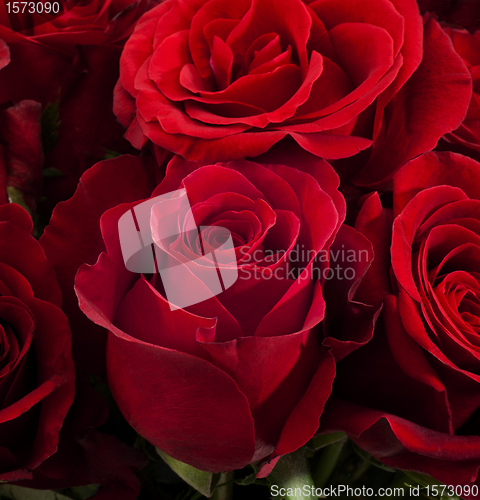 Image of Red roses 2