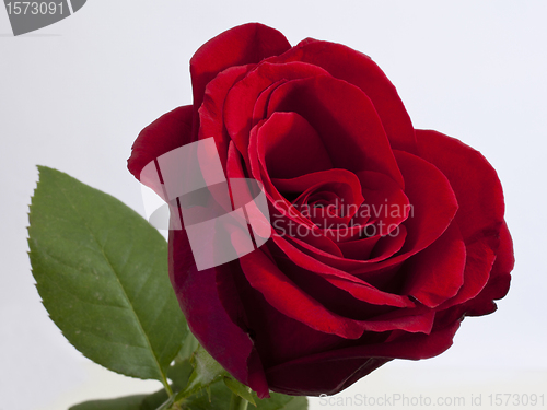 Image of Single red rose