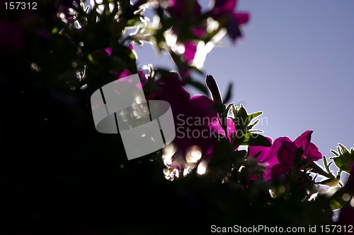 Image of Framed Flowers in Sihoutte