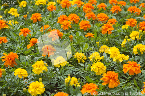 Image of variety  of flowers, close-up