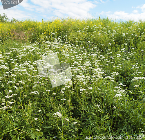 Image of Meadow flowers, close up