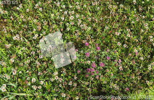 Image of Meadow flowers, close up