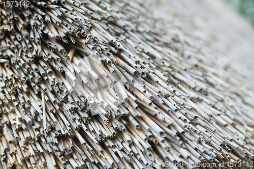 Image of roof of reeds, close-up