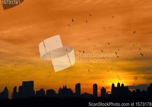 Image of Manhattan with birds flying