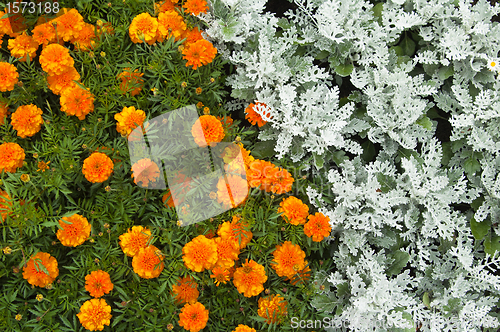 Image of Flowers in park