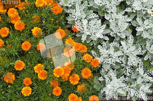 Image of Flowers in park