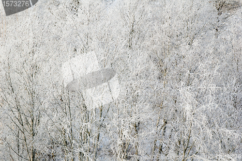 Image of Branches of trees in hoarfrost, a close up