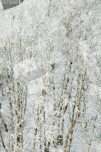 Image of Branches of trees in hoarfrost, a close up