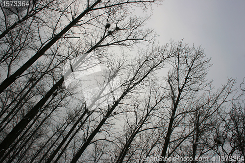 Image of Treetops and sky