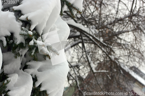 Image of Snowy pine