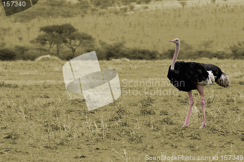 Image of Ostrich