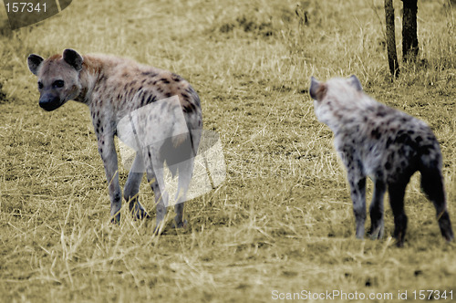 Image of Hyenas