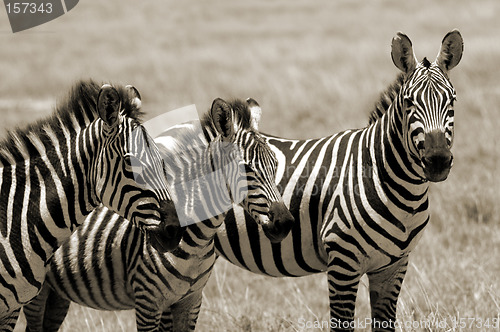 Image of Zebra family