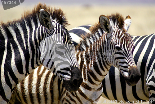 Image of Zebra foals