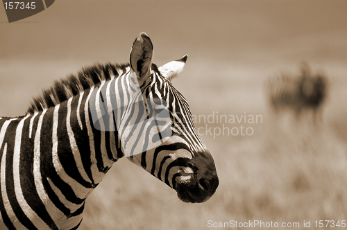 Image of Zebra