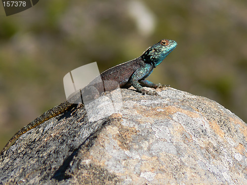 Image of Lizard basking on a rock