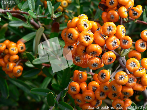 Image of Orange Berries