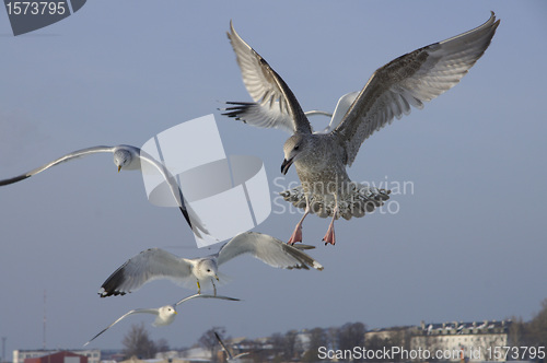 Image of Seagull