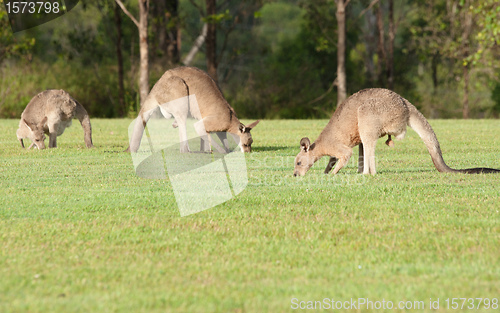 Image of eastern grey kangaroos