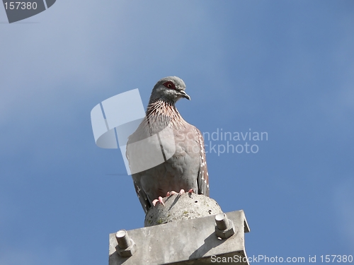 Image of Rock Pigeon on Lamp Pole