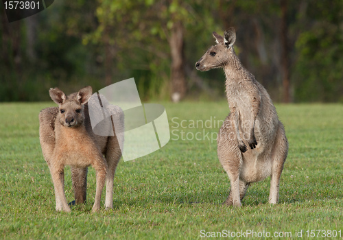 Image of eastern grey kangaroos