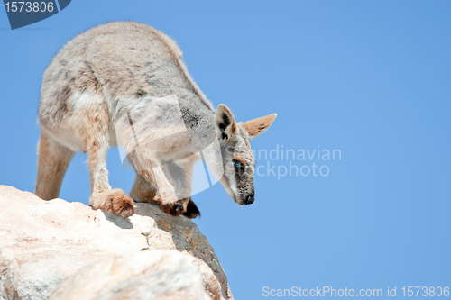 Image of yellow footed rock wallaby