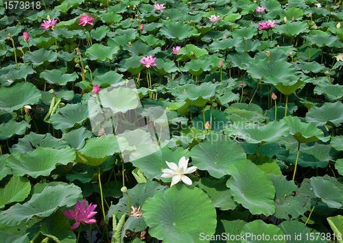 Image of water lillies