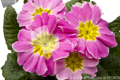 Image of Flowers