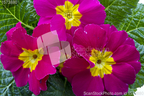 Image of Flower