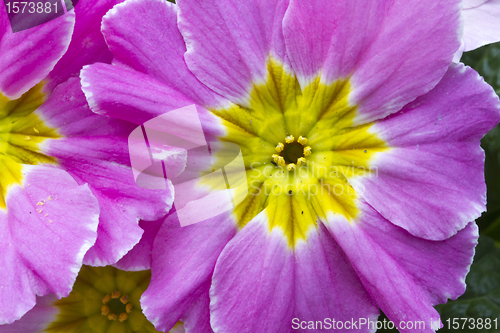 Image of Flowers