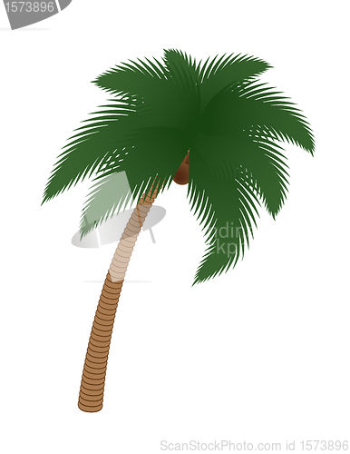 Image of coconut palm tree