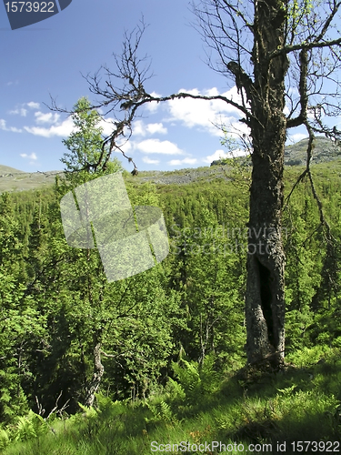 Image of Nature Landscape