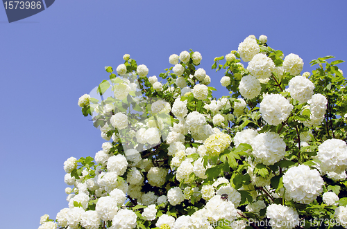 Image of viburnum snowball blooms 