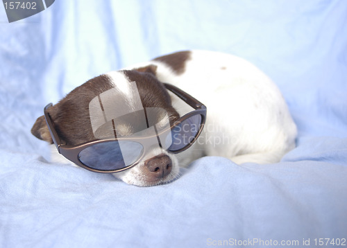 Image of chihuahua with sunglasses