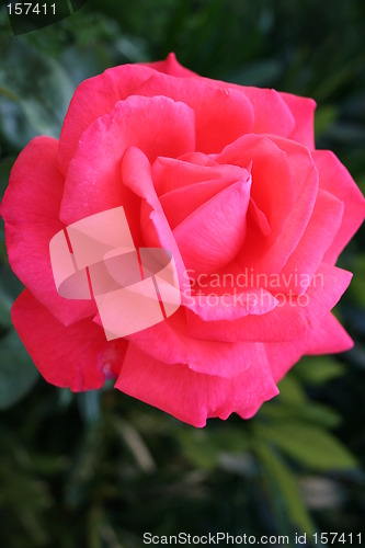 Image of Wonderful Super Star rose