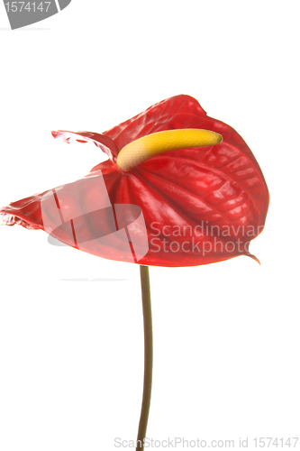 Image of red anthurium flower, isolated on white 