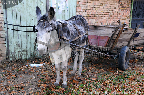 Image of Gray Donkey and Cart